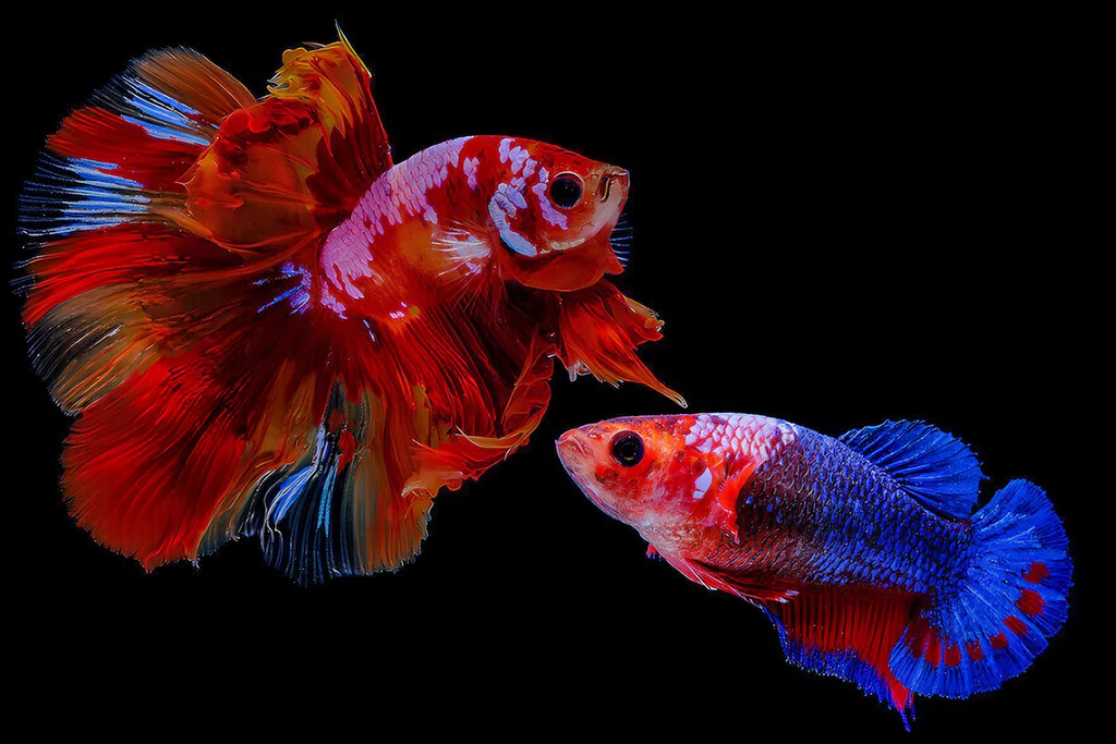 Female Betta Care: A Comprehensive Guide